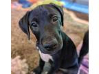 Adopt Padma a Labrador Retriever / Mixed Breed (Medium) / Mixed dog in Macon