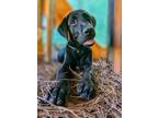 Adopt Luna a Labrador Retriever / Mixed Breed (Medium) / Mixed dog in Macon