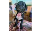 Adopt Ginny a Labrador Retriever / Mixed Breed (Medium) / Mixed dog in Macon
