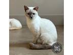 Adopt Melvie a Siamese