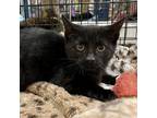Adopt Peep a Domestic Shorthair cat in Knoxville, TN (38877283)