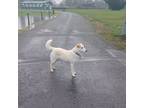 Adopt Mia a Yellow Labrador Retriever, Mixed Breed