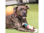Adopt Cannon a Brindle Mixed Breed (Large) / Mixed dog in Washington Township