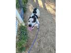 Adopt Freckles (Courtesy) a White - with Black Pit Bull Terrier / Mixed dog in