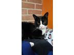 Adopt Alex a Black & White or Tuxedo Domestic Shorthair / Mixed (short coat) cat