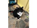 Adopt Angelo a Black & White or Tuxedo Domestic Shorthair / Mixed (short coat)