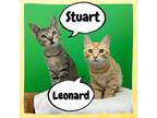 Adopt Stuart & Leonard a Brown or Chocolate Domestic Shorthair / Mixed cat in