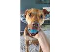 Adopt Buck a Staffordshire Bull Terrier / Mixed dog in Omaha, NE (38850445)