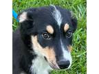 Adopt Yogi a Tricolor (Tan/Brown & Black & White) Border Collie / Husky / Mixed