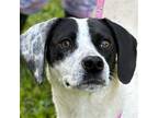 Adopt Meela a White - with Black Beagle / Mixed dog in Locust Fork
