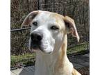 Adopt Blondie a Tan/Yellow/Fawn - with White Great Dane / Mixed dog in Locust