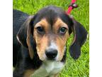 Adopt Willie a Tricolor (Tan/Brown & Black & White) Beagle / Mixed dog in