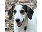 Adopt Journee a Tricolor (Tan/Brown & Black & White) Hound (Unknown Type) /