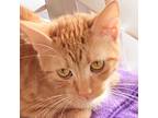 Adopt Miss Beaker a Orange or Red Domestic Shorthair / Mixed cat in Huntsville