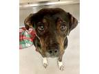 Adopt Freya Norse 55537 a Brindle - with White Australian Cattle Dog / American