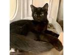 Adopt Sailor Cracker Jack 55278 a All Black Domestic Mediumhair / Mixed (medium