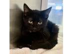 Adopt Bella Bambi 55431 a All Black Domestic Longhair / Mixed (long coat) cat in