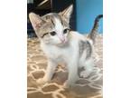 Adopt Reba a White (Mostly) Domestic Shorthair / Mixed (short coat) cat in