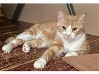 Adopt Leena a Orange or Red (Mostly) Domestic Shorthair / Mixed (short coat) cat
