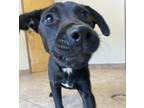 Adopt Maria a Labrador Retriever / Mixed dog in Birmingham, AL (38759388)