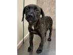 Adopt Elhokar a Hound (Unknown Type) / Mixed dog in Birmingham, AL (38764142)