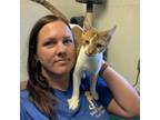 Adopt Sam a Orange or Red Domestic Shorthair / Mixed cat in Sand Springs