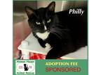 Adopt Pilly a Black & White or Tuxedo Domestic Shorthair / Mixed (short coat)