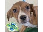 Adopt Suzuki a Brown/Chocolate Mixed Breed (Small) / Mixed dog in Las Cruces