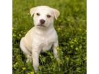 Adopt Emma a Labrador Retriever