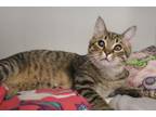 Adopt Nerkle a Domestic Shorthair / Mixed (short coat) cat in Chestertown