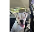 Adopt Foxy a White Boxer / Mixed dog in Woodinville, WA (38850513)