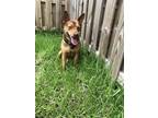 Adopt Z COURTESY LISTING: Nacho a German Shepherd Dog / Mixed dog in Miami