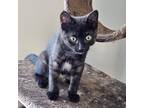 Adopt Casper a Black (Mostly) Domestic Shorthair (short coat) cat in Toronto