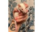 Adopt Smidgen a Rat