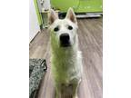 Adopt Bobo a Husky / Mixed dog in Jacksonville, NC (38879853)