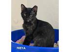 Adopt Freya a Domestic Shorthair / Mixed cat in Evergreen, CO (38858571)