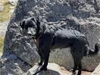 Adopt Minnie a Black - with White Australian Shepherd / Mixed dog in Evergreen