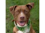 Adopt Carmello a American Pit Bull Terrier / Mixed dog in Richmond