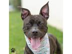 Adopt Roxy Rash Guard a American Pit Bull Terrier / Boxer / Mixed dog in