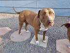 Adopt Izzy a Brown/Chocolate - with White Pit Bull Terrier / Mixed dog in Grand