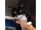 Adopt Tom Tom - FIV+ a Domestic Shorthair / Mixed cat in Richmond, VA (38832974)