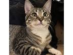 Adopt Lexi a Tabby, Domestic Short Hair