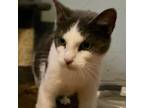 Adopt Chloe a Domestic Short Hair