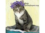 Adopt Beautiful 'IRIS' a Domestic Shorthair / Mixed (short coat) cat in