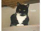 Adopt SADIE a Domestic Mediumhair / Mixed cat in Monrovia, CA (38747204)