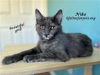 Adopt Baby NIKO a Tortoiseshell Domestic Mediumhair / Mixed (medium coat) cat in