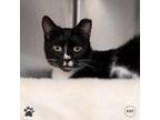 Adopt Morgana a Domestic Shorthair / Mixed cat in Richmond, VA (38901170)