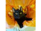 Adopt MIA a All Black Domestic Shorthair (short coat) cat in Glendale