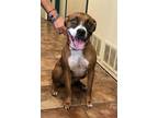 Adopt Dusty a Red/Golden/Orange/Chestnut - with White Boxer / Mixed dog in