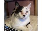 Adopt Amias - FIV a Black & White or Tuxedo Domestic Shorthair / Mixed (short